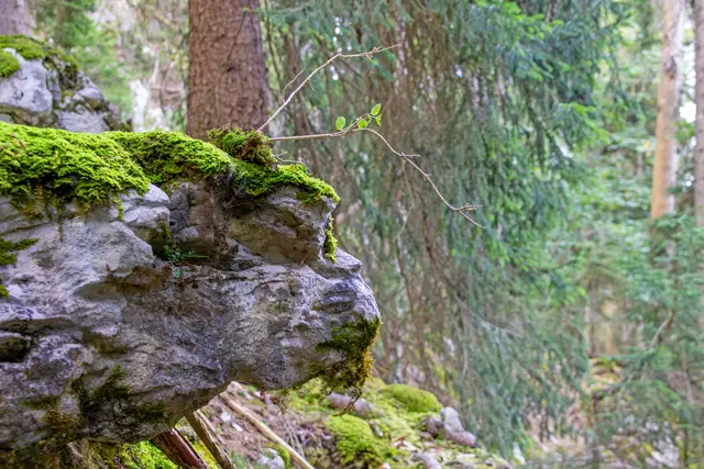 Der grimmige Felsenkopf auf der Lackenalm