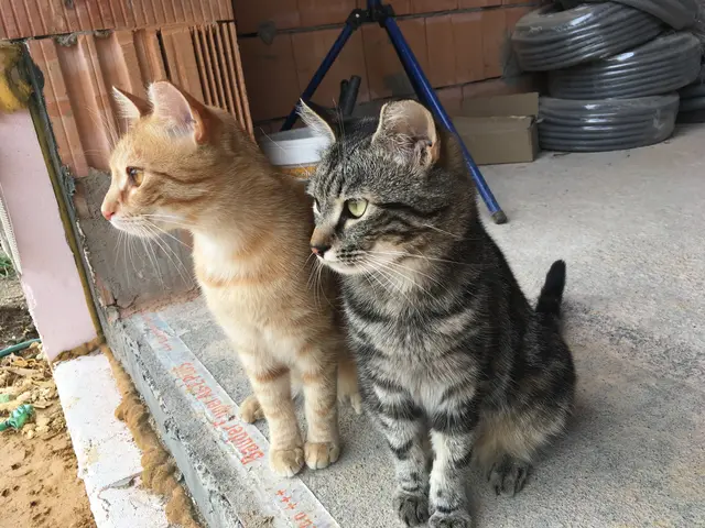 Seit rund zwei Jahren kümmert sich Gabriele Drechsler aus der Gemeinde Rosenburg-Mold intensiv um eine Gruppe von Streunerkatzen | Foto: TSV fangdiekatz