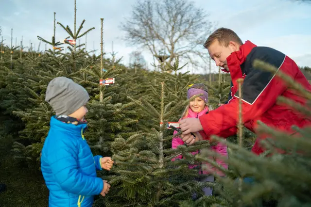 140 engagierte Mitgliedsbetriebe des Vereins der OÖ Christbaumbauern bewirtschaften gemeinsam etwa 500 Hektar an Christbaumkulturen. | Foto: Lengauer