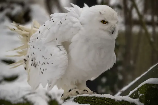 Kein Winterschlaf im Zoo Schmiding: In Krenglbach werden einige Tierarten gerade jetzt besonders aktiv. | Foto: Zoo Schmiding / Sterns