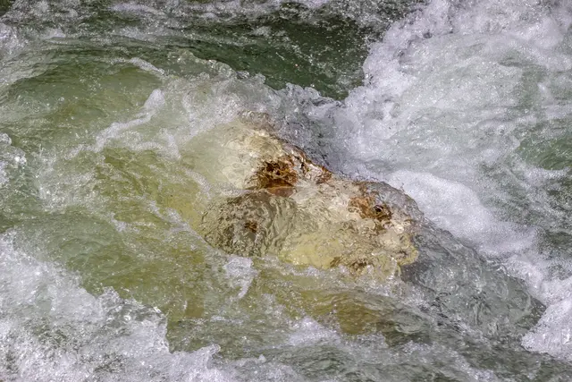 Der Steinkopf aus der Enns