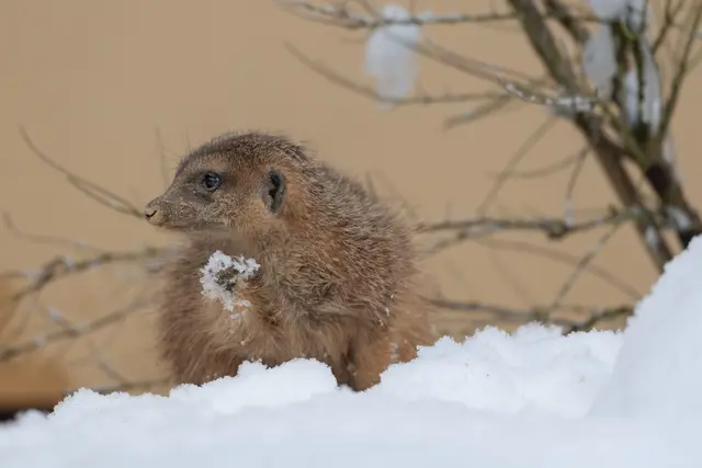 Kein Winterschlaf im Zoo Schmiding: In Krenglbach werden einige Tierarten gerade jetzt besonders aktiv. | Foto: Zoo Schmiding / Sterns