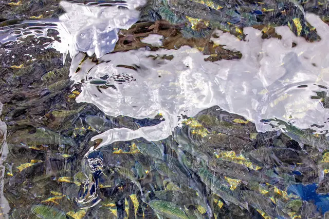 Ein Wassergeist aus einer kleinen Lacke