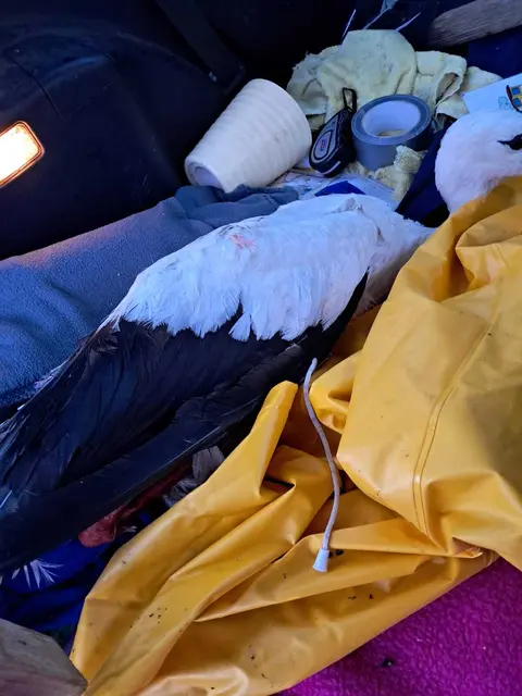 Der verletzte Storch hat sich am Fuß verletzt, nachdem er in den Kühlergrill flog. Er wurde am Fuß operiert. | Foto: Rosenthaler