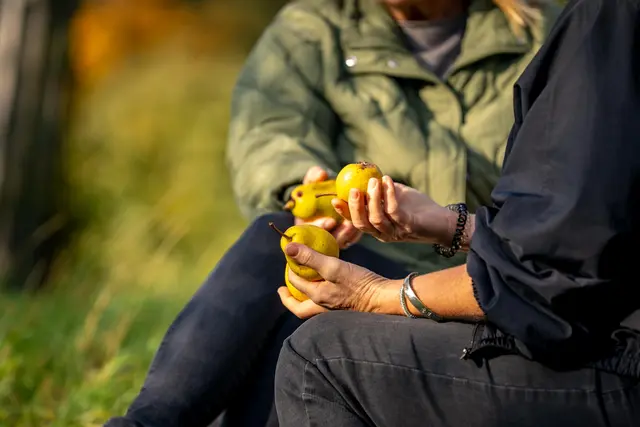Birnen unter Beschau. | Foto: Cleanhill Studios