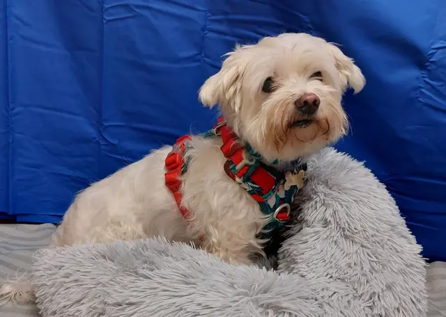 Der 13-jährige Snoopy wartet auf eine neue Familie. Seine alte wollte ihn loswerden.  | Foto: Pfotenhilfe