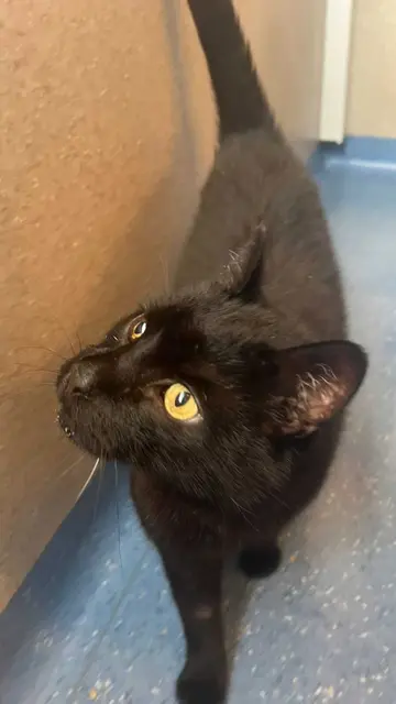 Foto: Tierheim Ternitz