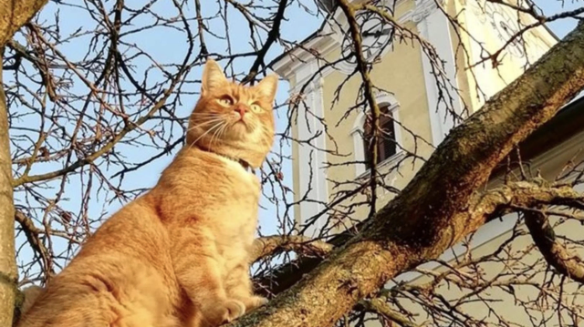 Die genetische Geschichte von Kult-Kater Garfield aus Mautern könnte nun geklärt werden. | Foto: Pfarre Mautern/Archiv