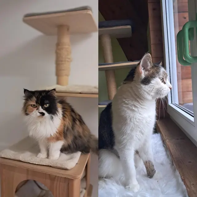 Die beiden Katzen Baby und Houdini suchen ihr Zuhause! | Foto: Tierschutzverein Tirol