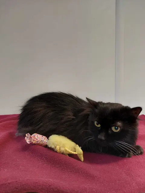 Katzendame Puppi | Foto: Pfotenhilfe