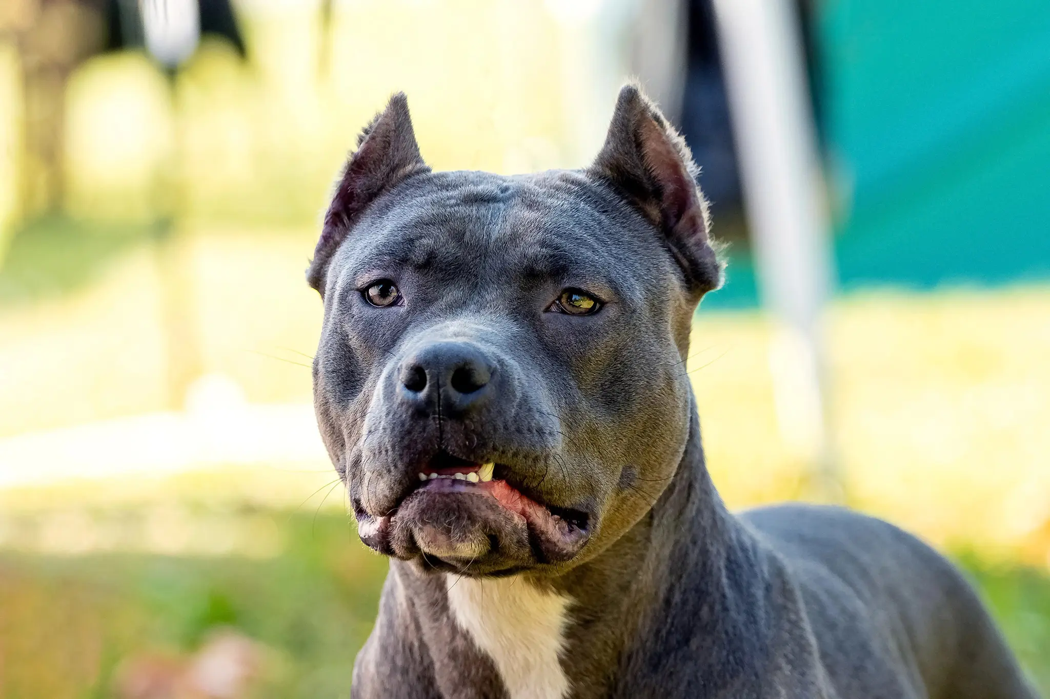 Owner argues in court: After fatal attack in Naarn, dogs to be euthanized ...