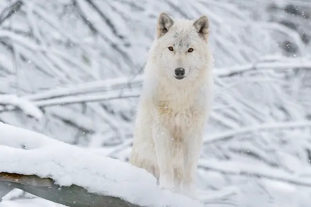  Der Tiergarten Schönbrunn bietet an den Adventsonntagen spezielle Kinderführungen an. Zu sehen ist unter anderem auch der Arktische Wolf. | Foto: Daniel Zupanc