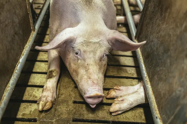 Die Tiere des Bauernhofs - teilweise schwer krank  - hätten über längere Zeit in verschmutzten Liegestellen leben müssen und unzureichend Zugang zu Trinkwasser gehabt. (Symbolfoto) | Foto: Panthermedia/adriaticphoto