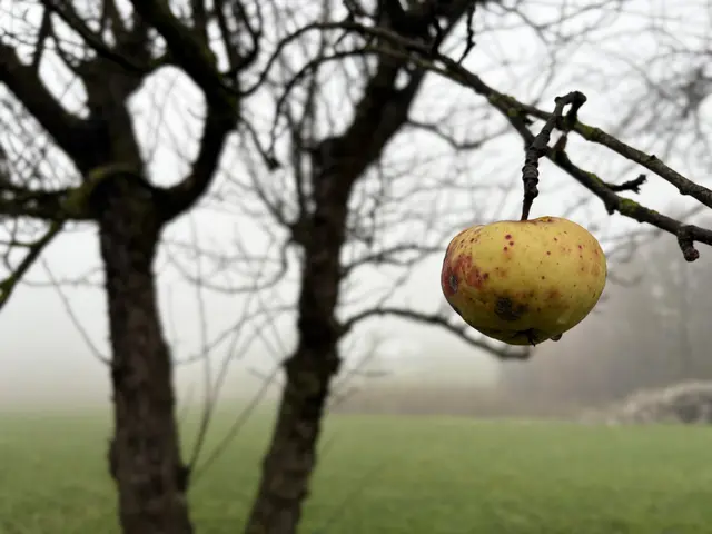 Das ist die neu entdeckte Apfelsorte aus Seitenstetten beim Haus Wieshaid. | Foto: Moststraße