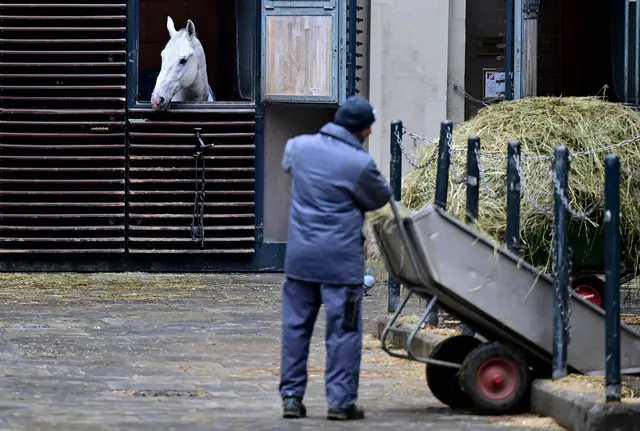 Die Lipizzaner der Spanischen Hofreitschule müssen während der Sanierung von Stallburg und Winterreitschule ab 2026 vorübergehend umziehen. | Foto: APA-Images / APA / ROLAND SCHLAGER