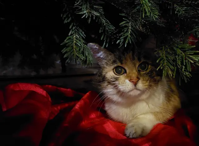 Foto: Wilfried Fischer