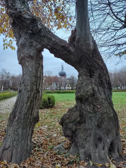 Die Hainbuchenallee in Reichersberg. | Foto: KBW Reichersberg
