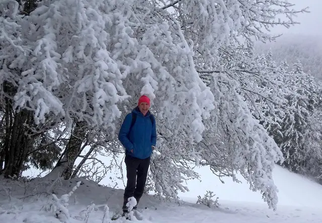 Schneebedeckte Bäume