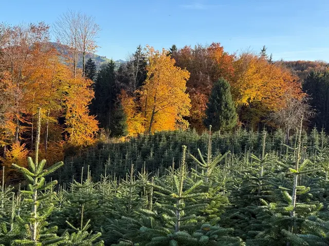 In den Bezirken Grieskirchen und Eferding gibt es zahlreiche Christbaumbauern, die sich auf einen Besuch freuen. | Foto: Landwirtschaftskammer OÖ