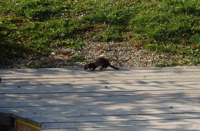 Ein Marder kommt zu mir auf den Steg.