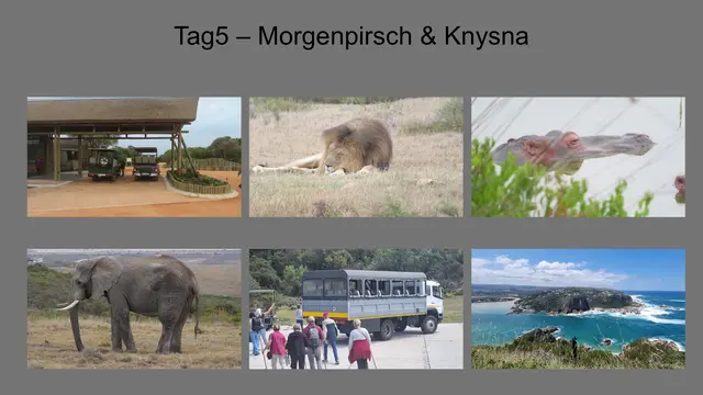 29.10.2025 Im Morgengrauen erlebten wir eine weitere Pirschfahrt. Danach ging es nach Knysna mit seiner Lagune und den berühmten Heads und besuchtendas Featherbed Nature Reserve.
