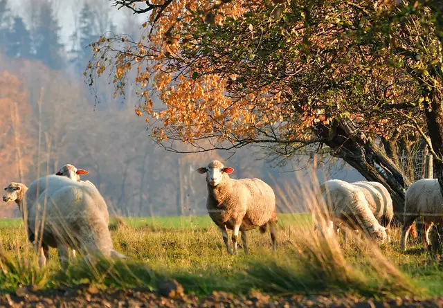 Foto: A. Gasselsberger