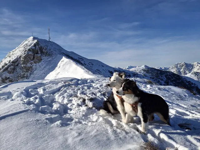 Auf der Suche nach frischem Powder: Emma und Bella erkunden den verschneiten Polster oberhalb des Präbichl in der Steiermark. | Foto: Mario Baumann