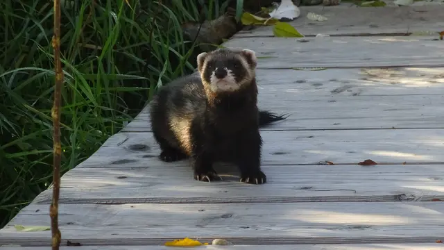 "Aug in Aug" mit dem Iltis !