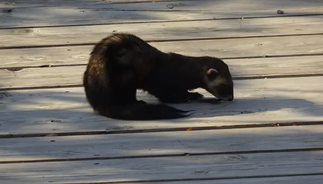 Iltis am Mauterner Badesteg !