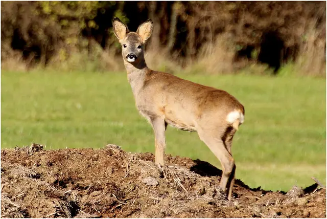 Reh in der Saalachau