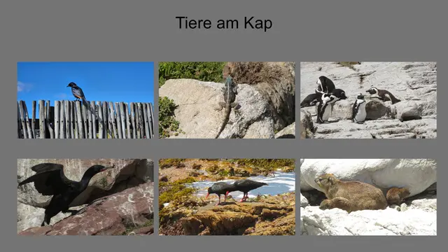 25.10.2025- 01.11.2025 Eindrücke von Tieren am Kap. Rotschwingenstar, Agame, Brillenpinguine, Kormoran, Austernfischer, Klippschliefer mit Jungen
