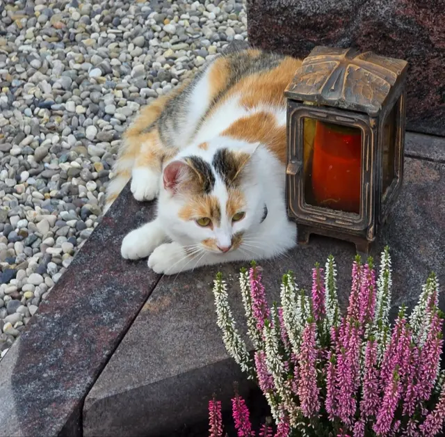 Ob diese Katze am Grab ihres Besitzers liegt? Sie ließ sich durch die vielen Leute nicht stören.