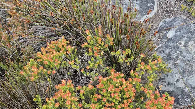 25.10.2025 Fynbos Pflanzen