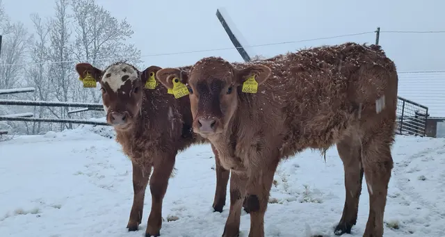 Alle Kinder lieben den Schnee 🌨