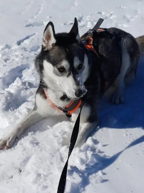 Was manche von uns vielleicht nicht gerne sehen....mein Huskymädel freut sich umso mehr wenn wir in den Bergen jetzt schon Schnee finden, so wie hier am Lachtal 