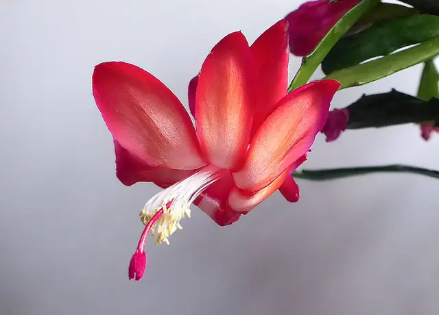 Foto: Elfriede Lungenschmied