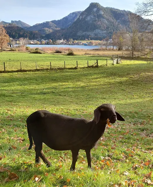 HIER GEHT'S ZUM BEITRAG | Foto: H.Bachinger