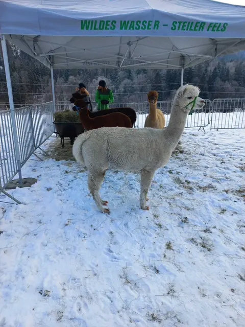 Foto: Fotos:  Renate Kronsteiner