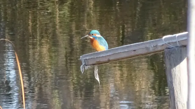 Am nächsten Tag sah ich wieder den Eisvogel !
