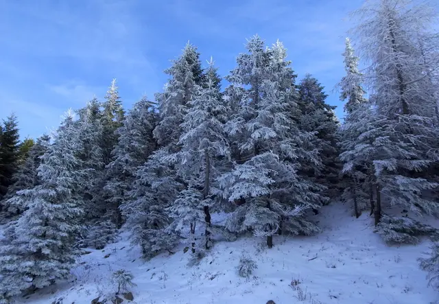 Die Bäume sind weiß angezuckert.