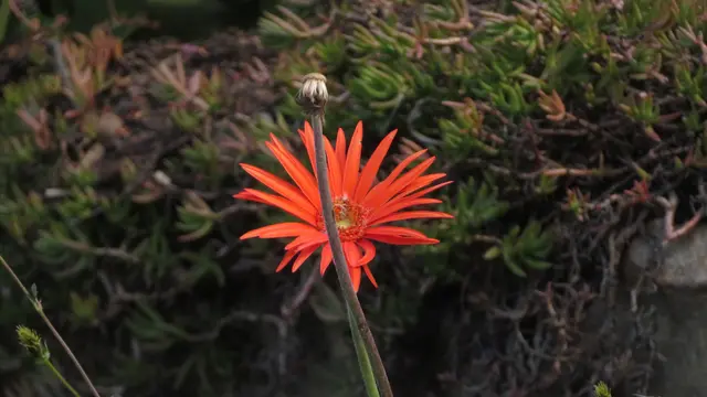 25.10.2025 Gerbera in Kirstenbosch