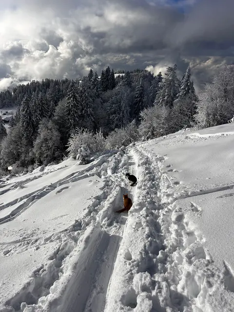 Skitourengeher hatten die ausgesetzten Haustiere im tiefen Schnee entdeckt. | Foto: Pfotenhilfe Lochen