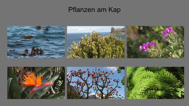 25.10.2025- 01.11.2025 Eindrücke von Pflanzen: im Meer Kelp (die Braunalge Ecklonia maxima), Hartlaubgewächs, Wildpelargonie, Papageienblume (Strelitzia reginae) Korallenbaum, Farnart.