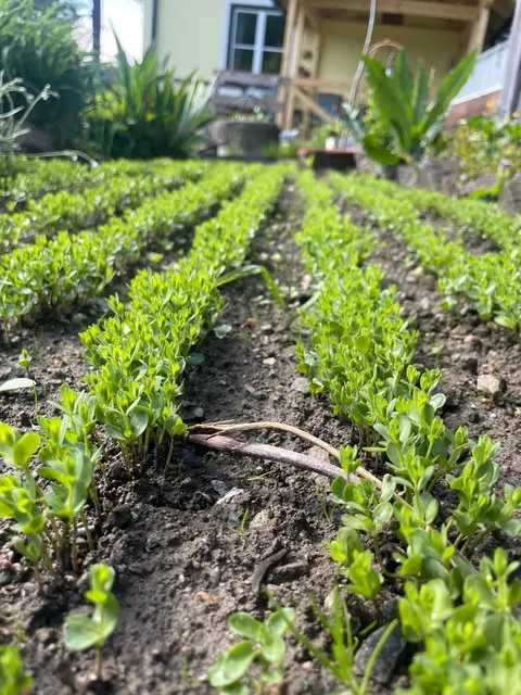 Der angebaute Flachs im Garten von Maria Obermeier. Hier sind die Pflanzen noch sehr klein.  | Foto: Obermeier