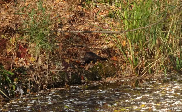 Was schleicht da am Ufer entlang ?