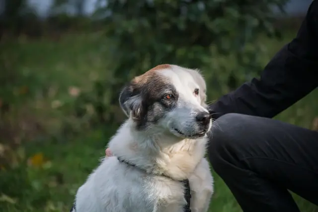 Die gemütliche und freundliche, 2017 geborene Mischlingshündin Roxy ist menschenfreundlich und auch mit Hunden nach Sympathie verträglich. | Foto: TSA