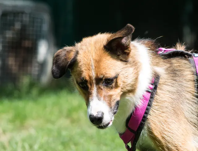 Die trotz Handicap lebhafte, 2023 geborene Mischlingshündin Audrey benötigt bei Menschen eine Kennenlernphase, um Vertrauen aufzubauen. Ist sie vertraut, zeigt sie sich auch anhänglich.  | Foto: TSA
