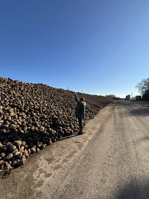 Große Mengen an Rüben, doch für die österreichische Eigenversorgung zu wenig. | Foto: Victoria Edlinger