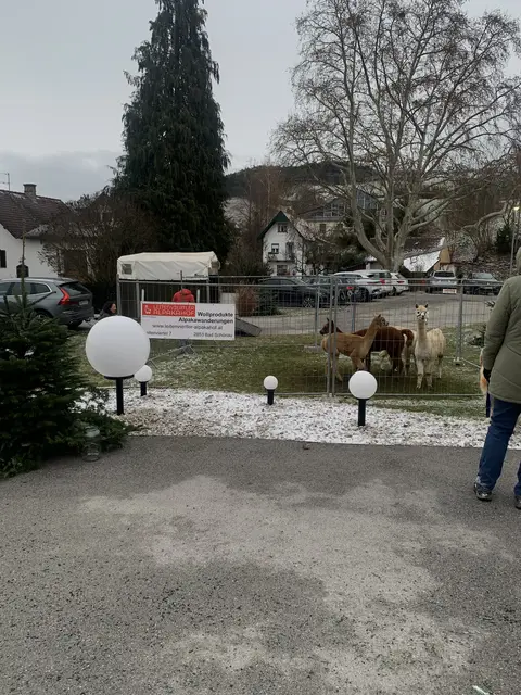 Alpakas im Advent