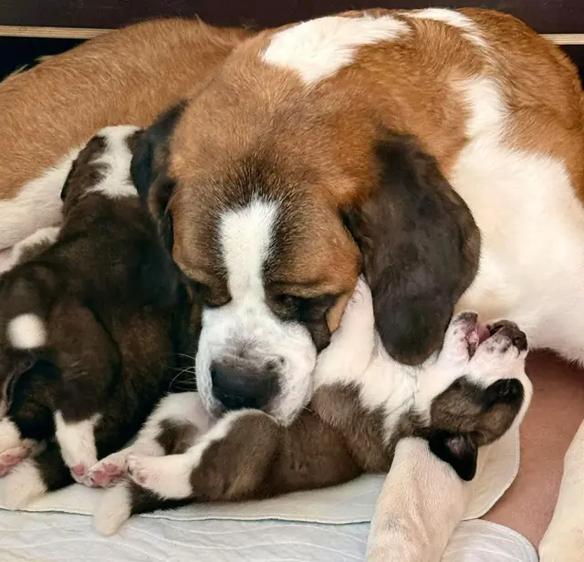 Körperpflege von Mama | Foto: Alexandra Goll